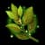 Laurels